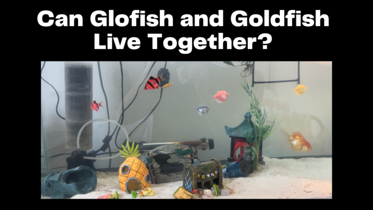 Can Glofish Live With Goldfish Fishtank Expert