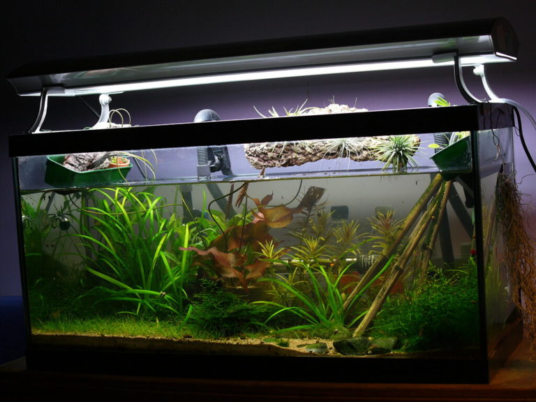 Aquarium Lighting Guide Fishtank Expert