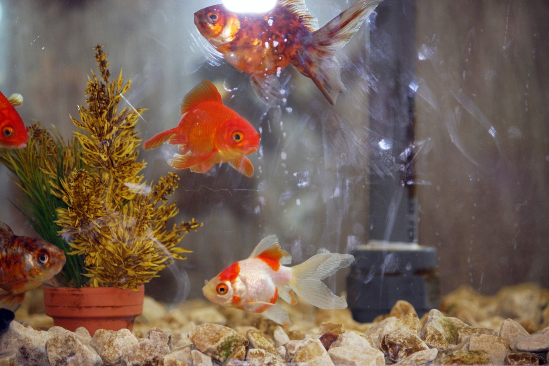 Fish Tank Experts Everything you need to know about fish tanks