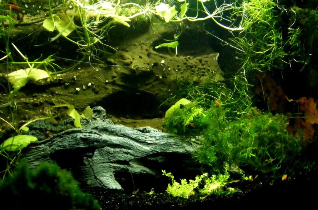 How to get rid of green algae in fish tank