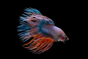 Is my fish dying? Betta fish behavior before death