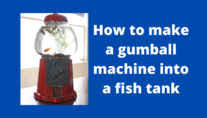 How to make a gumball machine into a fish tank