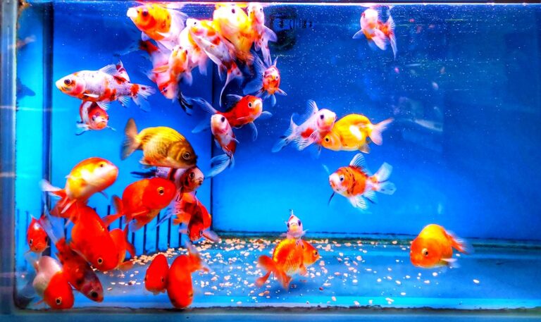 How many fish can be in a 2 gallon tank - Fishtank Expert