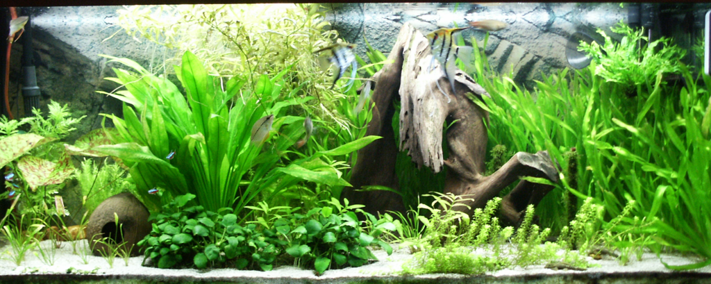 How to Grow Herbs in a Fish Tank