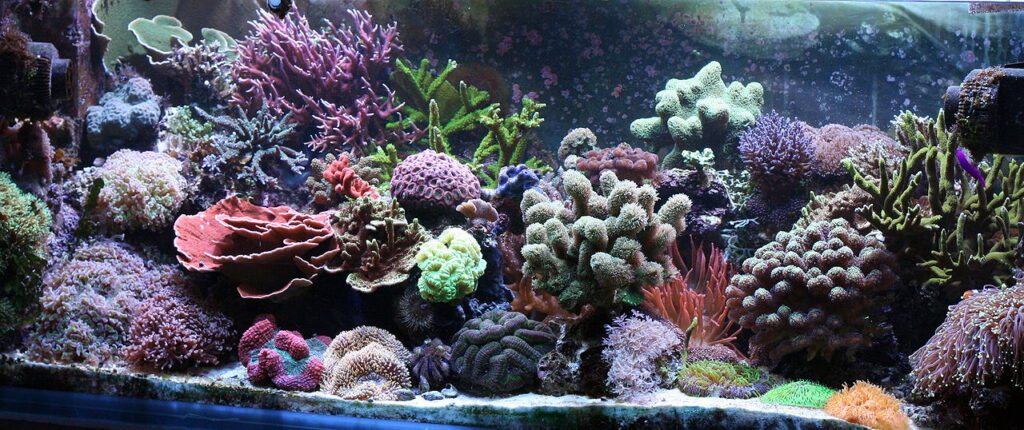 Natural Fish Tank Decorations
