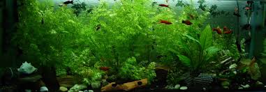 how to get algae to grow in a fish tank