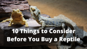 10 Things to Consider Before You Buy a Reptile