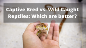 Captive Bred vs. Wild Caught Reptiles Which are better