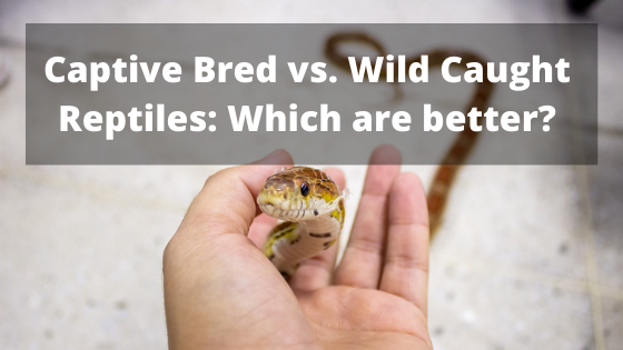 Captive Bred vs. Wild Caught Reptiles: Which are better?