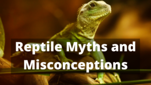Reptile Myths and Misconceptions