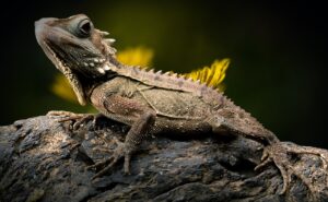 the best prey for reptiles Pre-killed vs. Live Prey