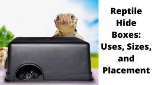 Reptile Hide Boxes Uses, Sizes, and Placement