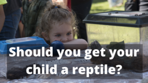 Children & Reptiles: Should you get your child a reptile?