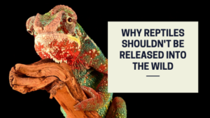 Why Reptiles Shouldn't be Released Into the Wild