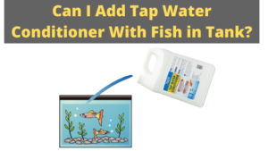 can I add tap water conditioner with fish in tank