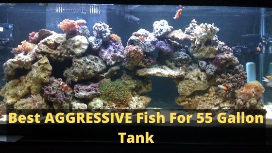 Best AGGRESSIVE Fish For 55 Gallon Tank