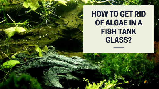 How to get rid of algae in a fish tank glass?