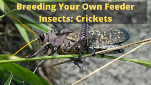 Breeding Your Own Feeder Insects: Crickets
