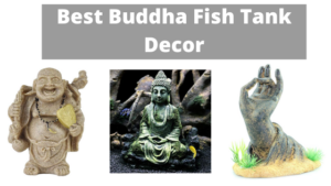 Best Buddha Fish Tank Decor Fishtank Expert   Buddha Fish Tank Decorations 300x169 