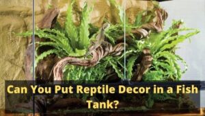 can you put reptile decor in a fish tank