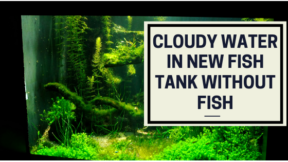 Cloudy water in new fish tank without fish