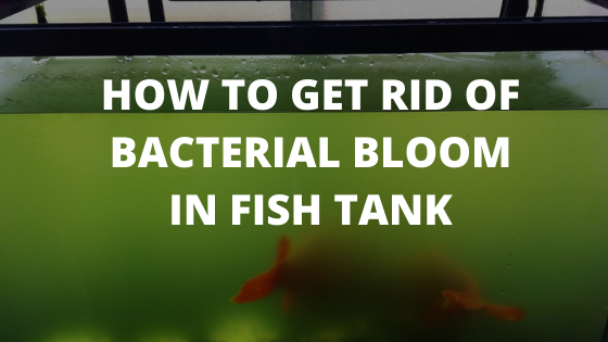 How to get rid of bacterial bloom in fish tank