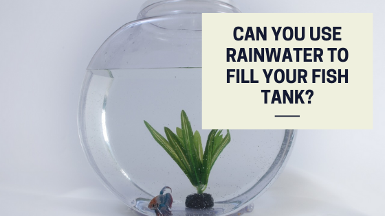 Can you use rainwater to fill your fish tank?