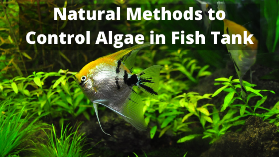 natural ways to control algae in a fish tank