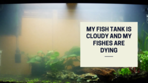 My fish tank is cloudy and my fishes are dying