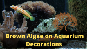 Brown Algae on Aquarium Decorations