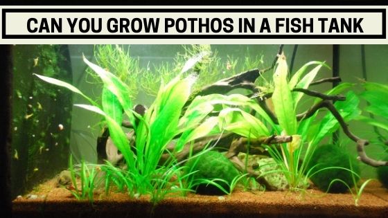 Can You Grow Pothos in a Fish Tank