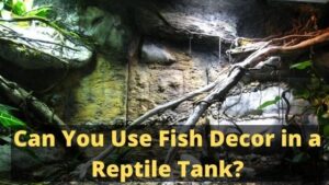 Can You Use Fish Decor in a Reptile Tank?