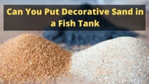 Can You Put Decorative Sand in a Fish Tank