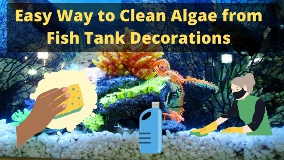 Easy Way to Clean Algae from Fish Tank Decorations