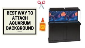 Best Way to Attach Aquarium Background