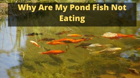 Why Are My Pond Fish Not Eating