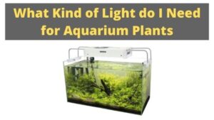 What Kind of Light do I Need for Aquarium Plants