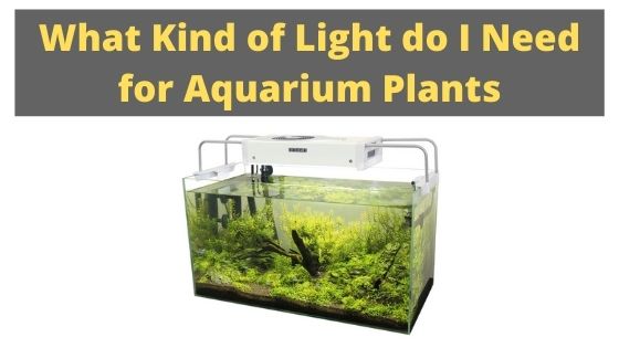 What Kind Of Light For Aquarium Plants