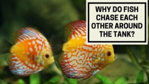 Why Do Fish Chase Each Other Around the Tank?