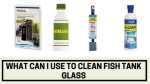What Can I Use to Clean Fish Tank Glass