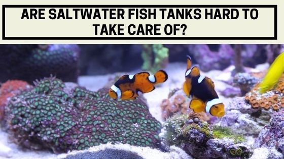 Are Saltwater Fish Tanks Hard To Take Care Of