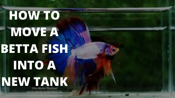 How to Move a Betta Fish into a New Tank