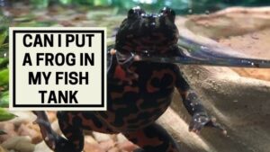 Can I Put a Frog In My Fish Tank