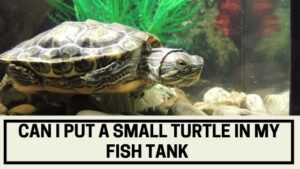 Can I Put a Small Turtle in My Fish Tank