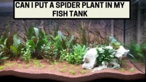 Can I Put a Spider Plant in My Fish Tank