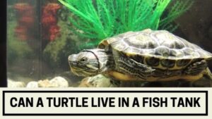Can a Turtle Live in a Fish Tank