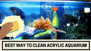 Best Way to Clean Acrylic Aquarium
