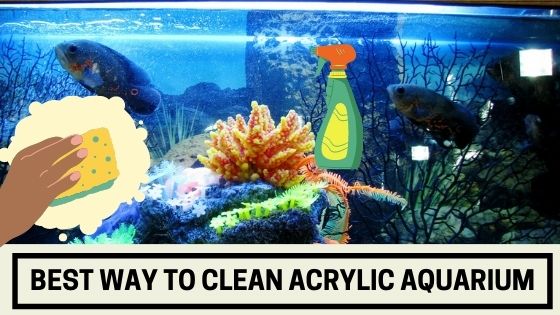 Best Way to Clean Acrylic Aquarium