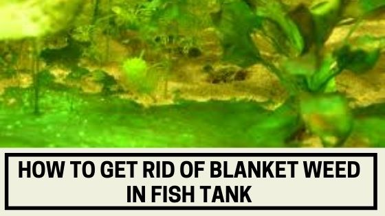 How to get Rid of Blanket Weed in Fish Tank