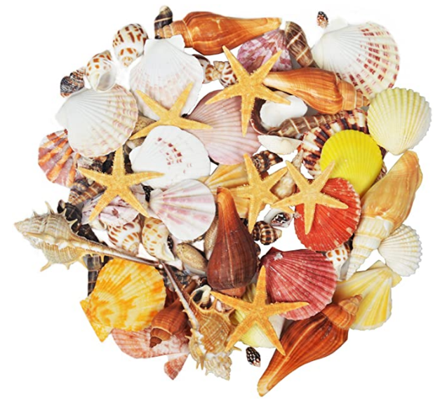 seashells for aquarium 